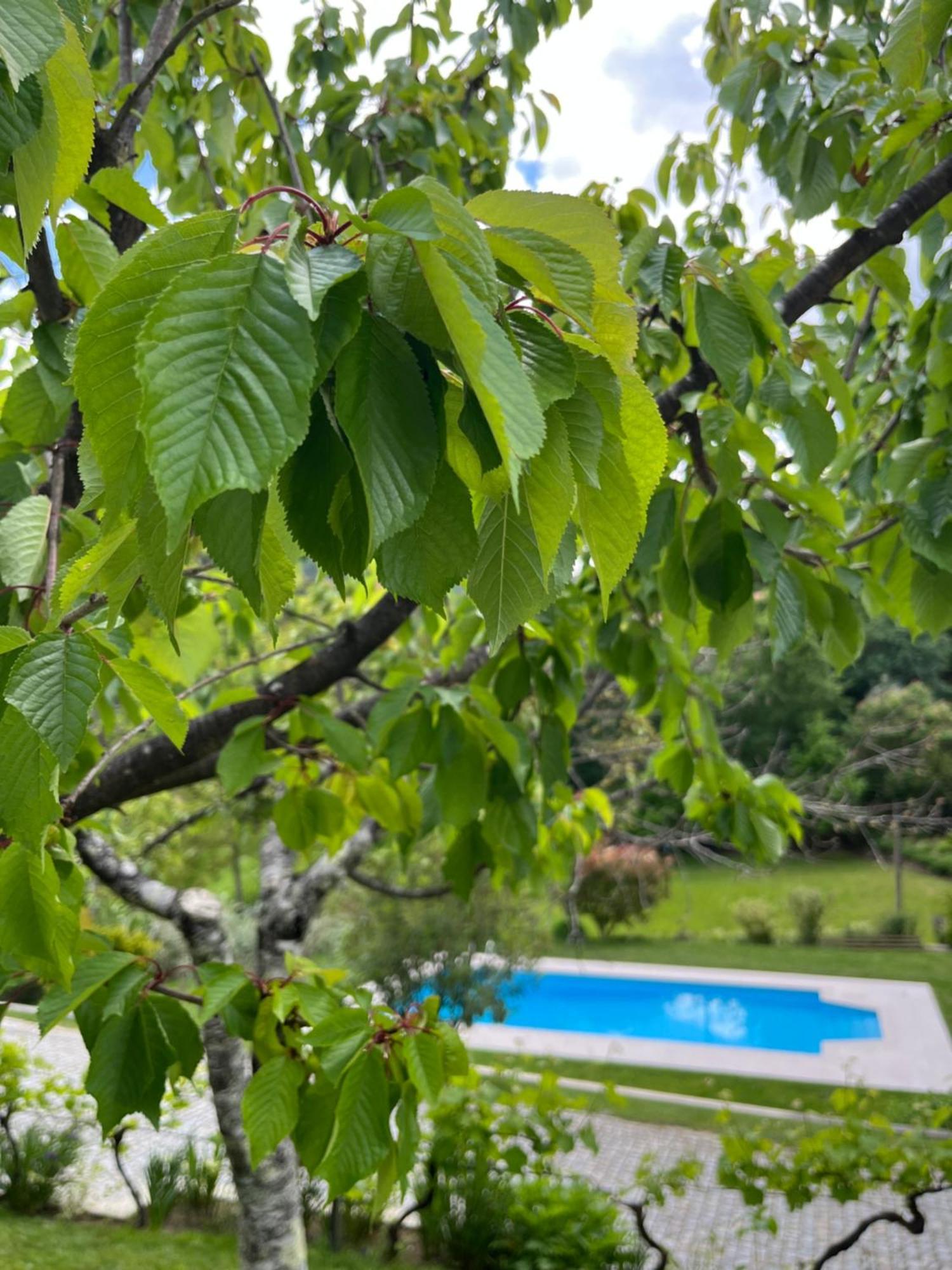 Pensjonat Casa Da Ribeira Do Cirio Seia Zewnętrze zdjęcie